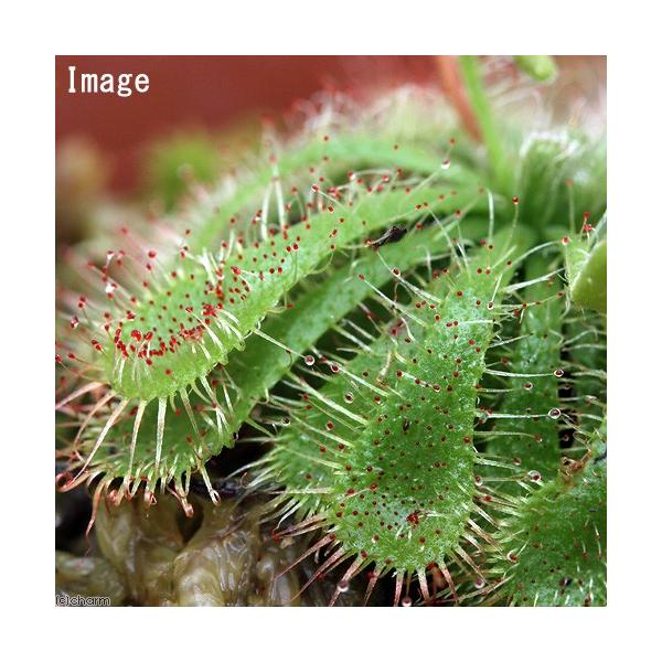 _gardening　_hachu　_kame　観葉植物　園芸　ガーデニング　ビバリウム　アクアテラリウム　パルダリウム　食虫植物　ドロセラ　droseraceae_pio　hoihoi_pio　onepot_pio　小毛氈苔　Droser...