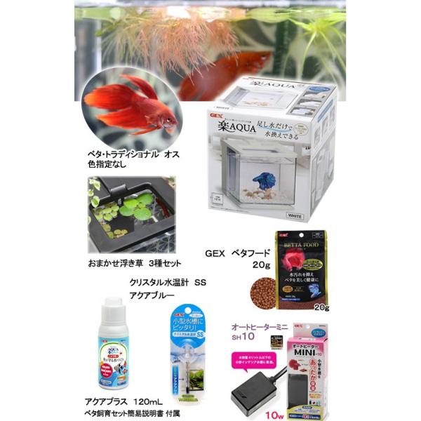 熱帯魚 浮草 ｇｅｘ 楽アクア ホワイト ベタ 色指定なし 飼育セット 本州四国限定 Buyee Buyee Japanese Proxy Service Buy From Japan Bot Online