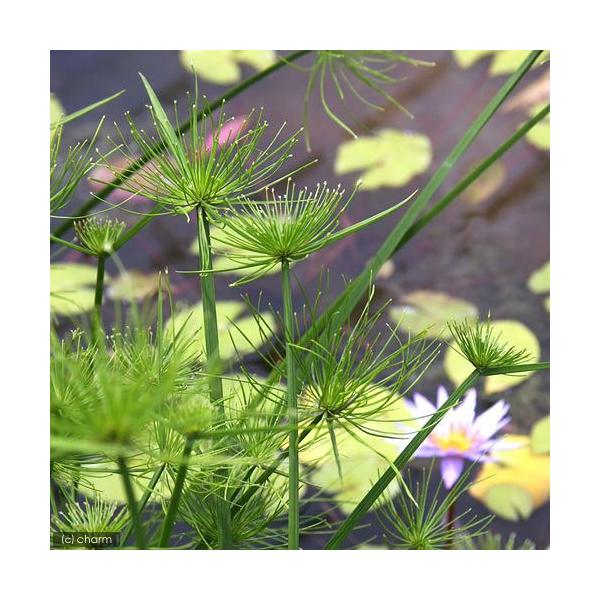 ビオトープ）水辺植物ミニパピルス（１ポット） 湿性植物| JChere日本