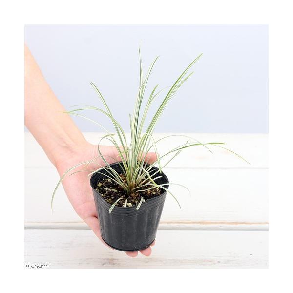 _aqua　_gardening　金魚・メダカ　ビオトープ　ガーデニング　水辺植物　その他水辺植物　all_plants　植物　植物生体　ガーデニング生体　育て方　育成方法　栽培方法　湿性植物　opa2_delete　y22m01　ever...