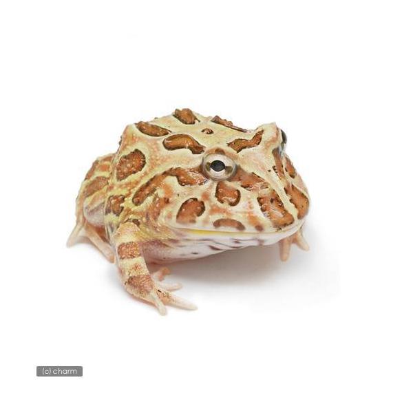 iށjNEFcmKG@uEn@~bNXJ[iPCj@kCEBq֗vۉ