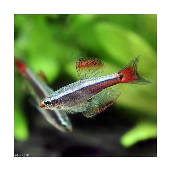 PF_SPQ　_aqua　熱帯魚・エビ他　コイ　ラスボラ等　種類で選ぶ　アカヒレ系　カージナル・アカヒレ　ロングフィン　１匹　fish_database　小型種　ビギナーにオススメ　onepoint　carjinal_akahire　ter...