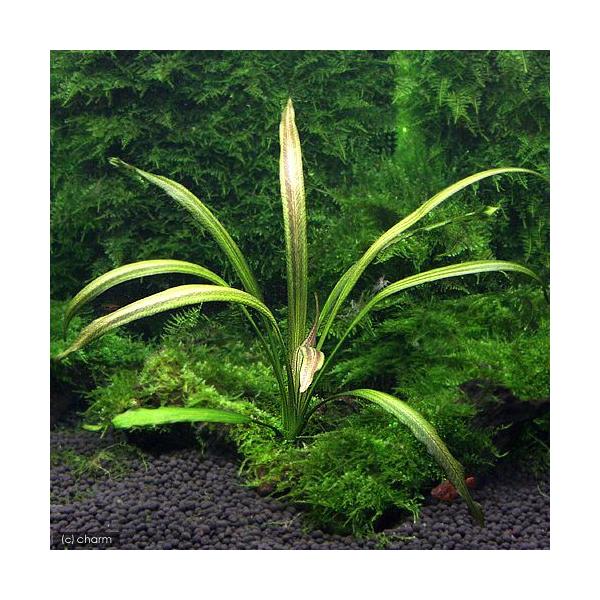 水草 エキノドルス - 水草の人気商品・通販・価格比較 - 価格.com 水草 エキノドルス - 水草の人気商品・通販・価格比較 - 価格.com