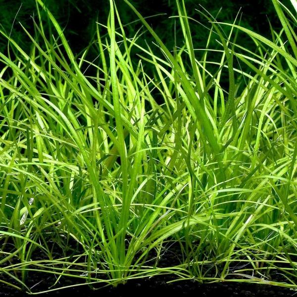 PF_SPQ　水草　エキノとその近縁　エキノドルス　Echinodorus　tenellus　Helanthium　tenellum　テネルム　テネラム　angustifolius　bolivianum　アクアリウス　YS　20030213...