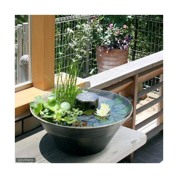 sfset　_aqua　スイレン　睡蓮　栽培　育て方　金魚藻　ビオトープ　水辺植物　水生植物　浮葉植物　ホテイ草特集　水草　浮き草　ホテイソウ　ホテイアオイ　水玉　mashiko_kakurega　m-mashiko　hotei＆medak...