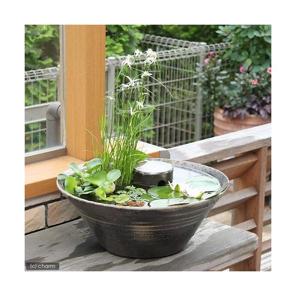 sfset　_aqua　スイレン　睡蓮　栽培　育て方　金魚藻　ビオトープ　水辺植物　水生植物　浮葉植物　ホテイ草特集　水草　浮き草　ホテイソウ　ホテイアオイ　水玉　mashiko_kakurega　m-mashiko　hotei＆medak...