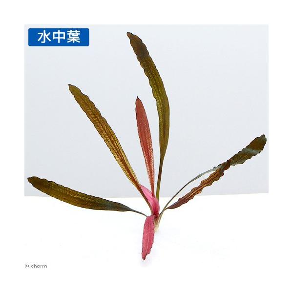 水草 エキノドルス ルビン ナローリーフ 無農薬 １株 Buyee Buyee Japanese Proxy Service Buy From Japan Bot Online