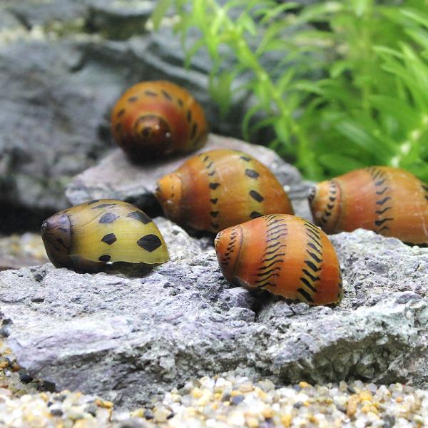 _aqua　熱帯魚・エビ他　貝　石巻・サザエ・フネアマ　レッドタイヤトラックスネール　４匹　鹿子貝　鹿の子貝　カノコガイ　カノコ貝　食べさせる　レッドスポッテドスネール　オニオンスネール　タイガースネール　fs13cd_two　tankke...