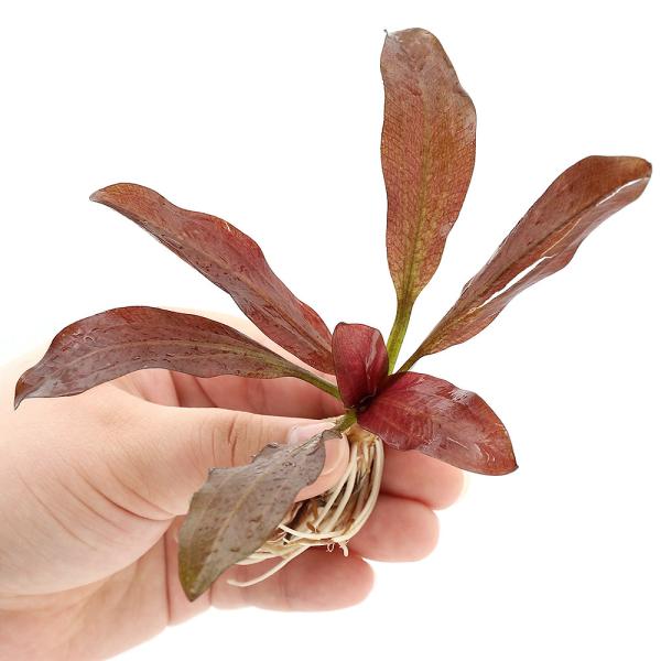 エキノドルス　水上葉　親株　6種類、限定1セットのみ！早いものがち！ 水草）エキノドルス スパイダーネット（水上葉）（無農薬）（1