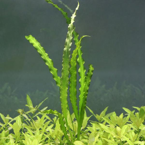 PF_SPQ　熱帯魚　_wp　_aqua　水草　ニムファ類とその近縁　アポノゲトン　time04　all_plants　otoshidama水草　bdotn82　wp_kywrd　wptop4_180912　y22m01