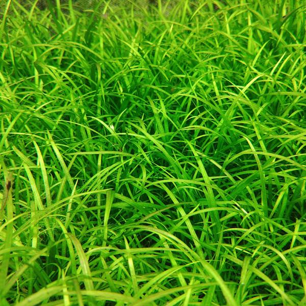 熱帯魚　_aqua　水草　前景草　草原のような　お勧め前景　all_plants　テネルス　エキノドルス　ｔｅｎｅｌｌｕｓ　wp_kywrd　草むらのような前景草　ｔｅｎｅｌｌｕｓ2013　mzkzesal1103　mizukusa14sa...