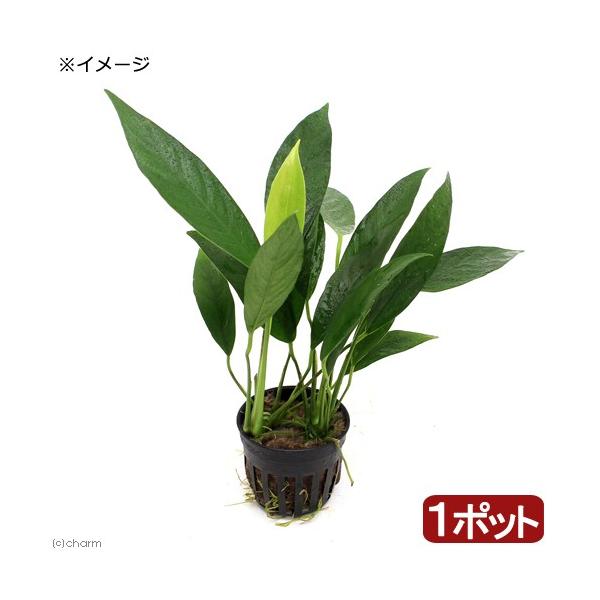レア！斑入りアヌビアス・キング　美株　1株　送料無料 楽天市場】（水草）アヌビアス キングコング（水上葉）（1