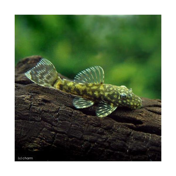 PF_SPQ　_aqua　熱帯魚・エビ他　プレコ　ブッシー・ブロンズ系　ミニブッシープレコ　Ａｎｃｉｓｔｒｕｓ　ｃｆ．　ｃｉｒｒｈｏｓｕｓ　sp　ブリード　２匹　fish_database　ホワイトエッジパールスポットブッシープレコ　食べさ...