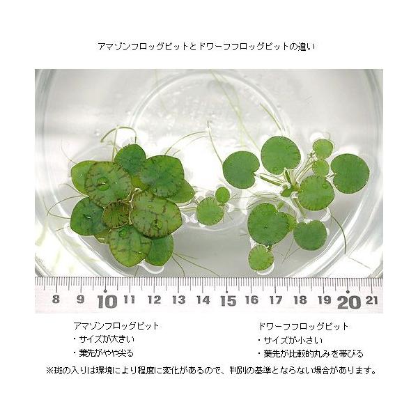 �i�����j�A�}�]���t���b�O�r�b�g�i���_��j�i�T���j ���i�摜1