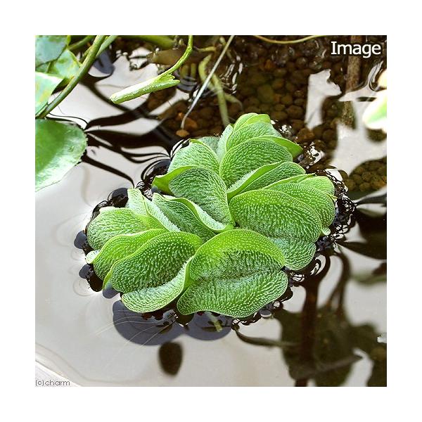 Aquarium Guide 水辺の植物図鑑 浮遊植物 浮葉植物