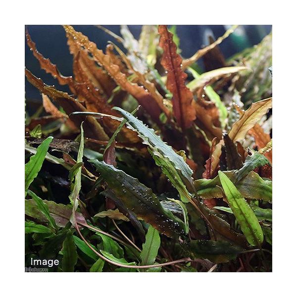PF_SPQ　熱帯魚　_aqua　水草　クリプトとその近縁　前景　無農薬　Cryptocoryne　サトイモ科　クリプトコリネ属　デナリー　20120519　Ys　itioshi40912crptswp　クリプトコリネ　sp.インドネシア　...