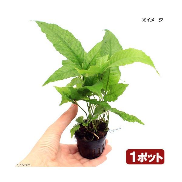 PF_SPQ　line2462terarium　_kame　_hachu　熱帯魚　_wp　_aqua　金魚藻　水草　セット　魚で選ぶ　ビバリウム　アクアテラリウム　パルダリウム　着生シダ　Bolbitis　heteroclita　Java　...