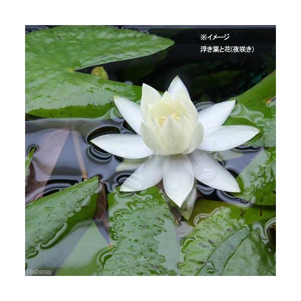 水草 サンタレン ドワーフニムファ 無農薬 １株 Buyee Buyee 日本の通販商品 オークションの代理入札 代理購入