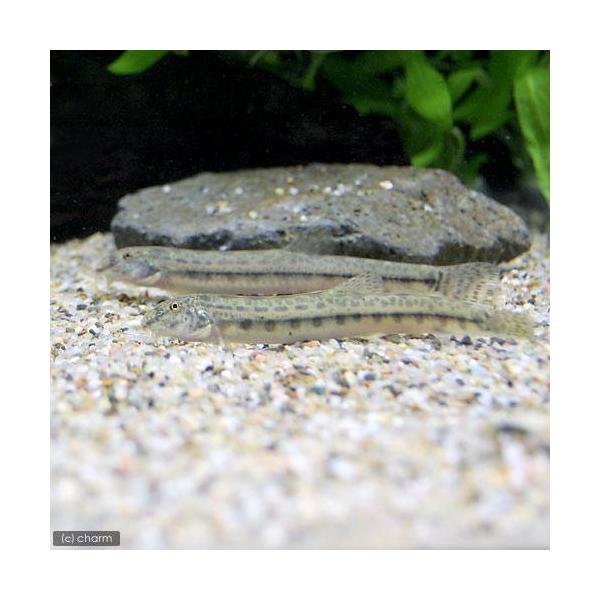 （淡水魚）シマドジョウ　Ｍサイズ（１匹）