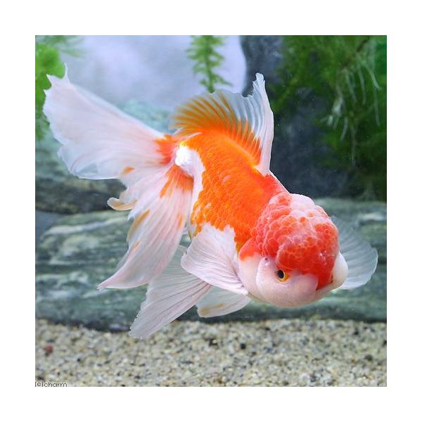 金魚の品種カタログ チャーム