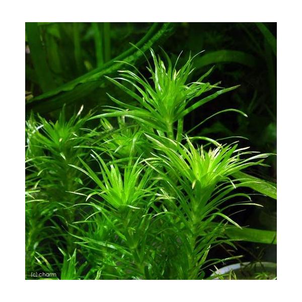 _aqua　熱帯魚　水草　ホシクサ　all_plants　echno22　mayaka23　kudagan80_tdslwp　p5mizbrk2305　y22m01