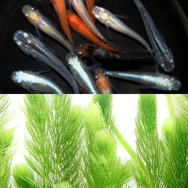 メダカ 水草 取り扱い 本 8点セット 楽天市場】メダカ 水草セットの通販