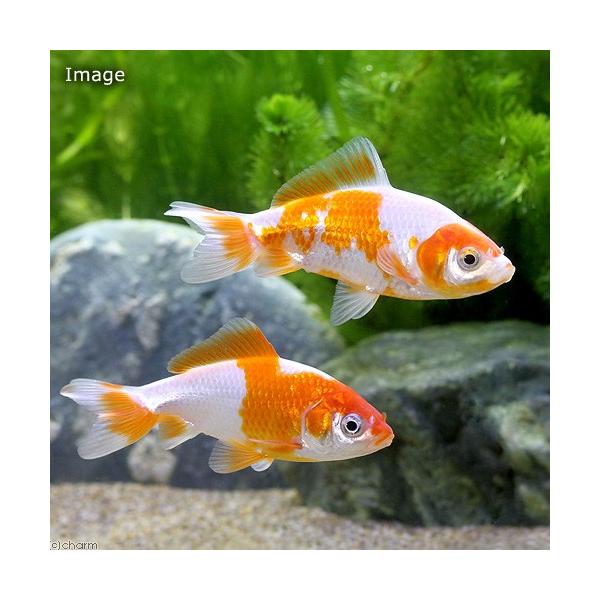 （国産金魚）更紗和金　三つ尾〜四つ尾　６〜９ｃｍ（３匹）