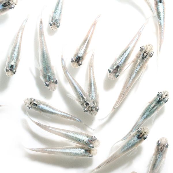 _aqua　Ｏｒｙｚｉａｓ　ｌａｔｉｐｅｓ　ｖａｒ．　biotope　cool　熱帯魚　エビ他　nittan_medaka_miyuki　弱光　点光　青幹之　アオミユキ　medakakszk　beginnerbiotope　pointht1...