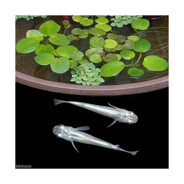 Ｏｒｙｚｉａｓ　ｌａｔｉｐｅｓ　ｖａｒ．　熱帯魚　エビ他　日本産メダカ　nittan_medaka_himedaka　biotope_130613　start_biotope　自由研究金魚　20140708　ＴＡ　kaijyo　メダカセット...