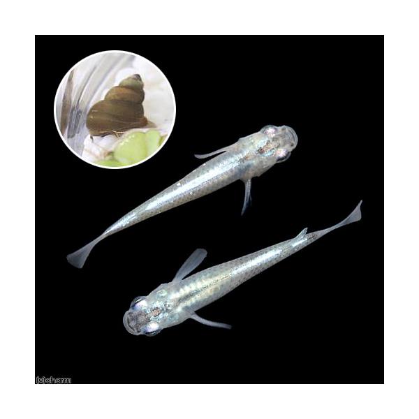 _aqua　Ｏｒｙｚｉａｓ　ｌａｔｉｐｅｓ　ｖａｒ．　メダカヒメタニシセット　ビオトープにおすすめの生体　biotope　熱帯魚　エビ他　日本産メダカ　青メダカ　ヒメタニシ　nittan_medaka_ao　ＨＭ　biotope_13061...