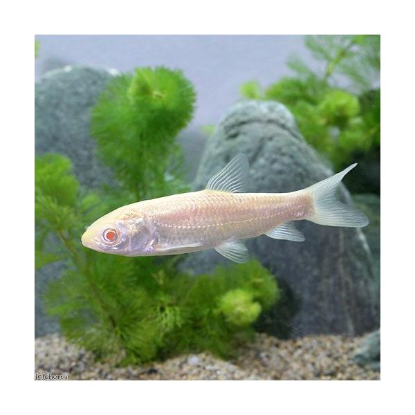 淡水魚 アルビノ草魚 アルビノソウギョ ｓサイズ １匹 Buyee Buyee 提供一站式最全面最專業現地yahoo Japan拍賣代bid代拍代購服務 Bot Online