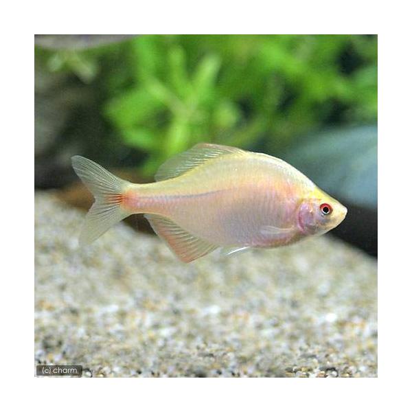 （淡水魚）イエローバラタナゴ（３匹）