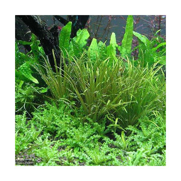 熱帯魚　_aqua　水草　前景草　草原のような　all_plants　wp_kywrd　tcshinano　blyxz-short　ブリクサショートリーフはこちら　ブリクサ　ショートリーフ　ヤナギスブタ　スブタ　トチカガミ科　スブタ属　ka...