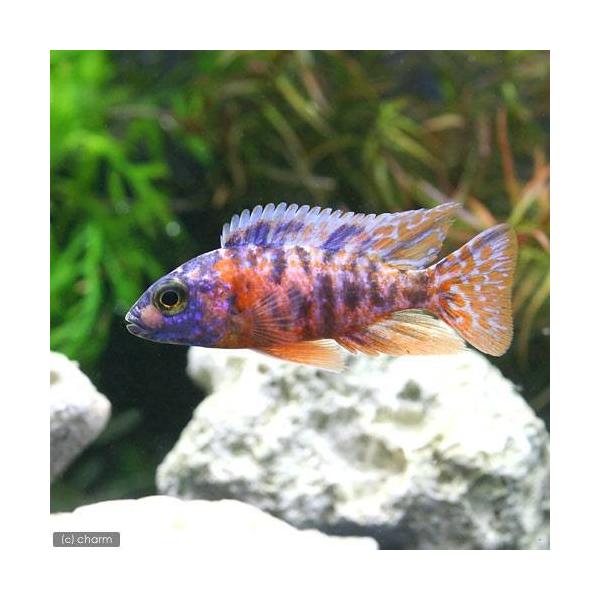 PF_SPQ　_aqua　fish_database　熱帯魚・エビ他　シクリッド　種類で選ぶ　アフリカンシクリッド　トリカラー・ピーコックシクリッド　１匹　アフリカ産　ビギナーにオススメ　Ａｕｌｏｎｏｃａｒａ　ｈａｎｓｂａｅｎｓｃｈｉ　ｖａ...