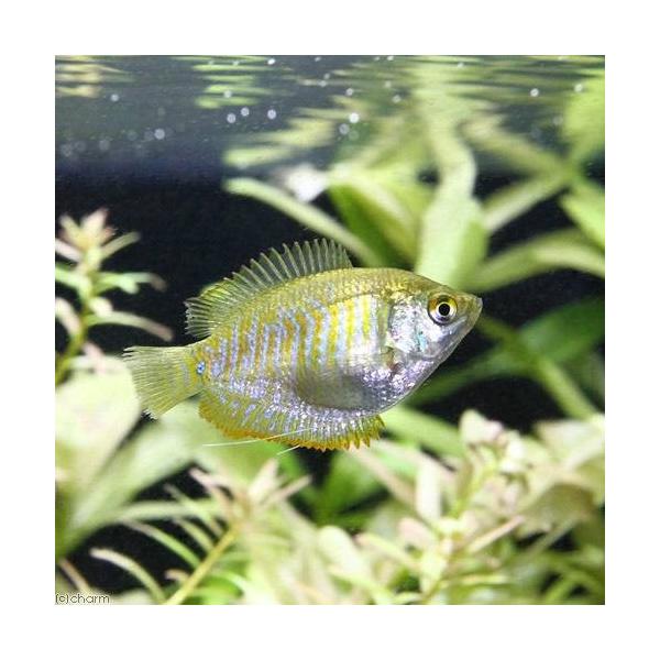 （熱帯魚）ドワーフ・グラミー（メス）（１匹）　北海道・九州航空便要保温