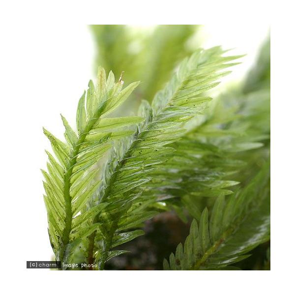 PF_SPQ　熱帯魚　エビ他　_gardening　_hachu　_kame　水草　コケ　モス類　all_plants　両爬向き植物　wp_kywrd　20120609　_fish　_aqua　ビバリウム　アクアテラリウム　パルダリウム　k...