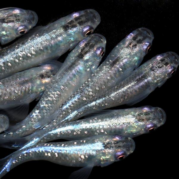 _aqua　Ｏｒｙｚｉａｓ　ｌａｔｉｐｅｓ　ｖａｒ．　ビオトープにおすすめの生体　biotope　cool　熱帯魚　エビ他　日本産メダカ　青ラメ幹之メダカ　nittan_medaka_miyuki　ラメ幹之　20150531　TIN　ブルー...