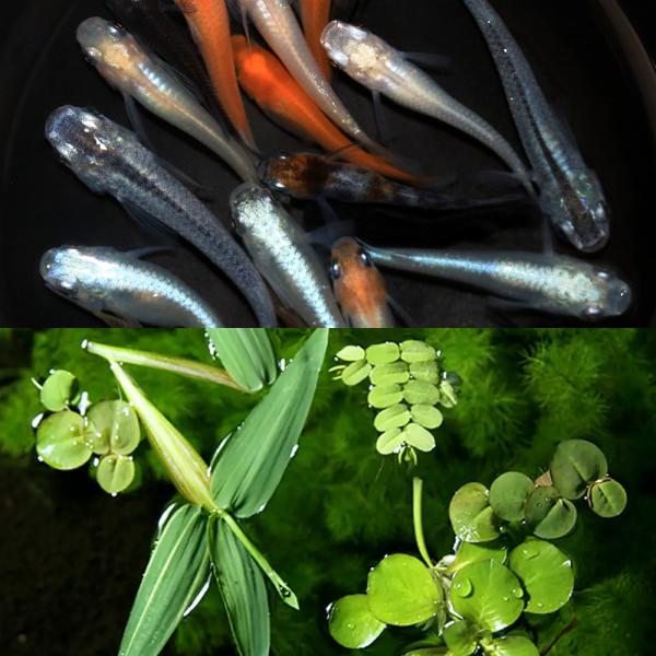 _aqua　メダカ　ミックス　金魚藻　有茎　マ行　金魚飼育用　ＣＯ２なしでも育つ水草　水草　浮き草　all_plants　メダカ水草　20150721　ＹＩ　メダカセット　初心者セット　淡水生体　medakusaset　medakabegi...