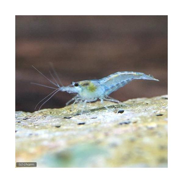 PF_SPQ　fish_database　_aqua　熱帯魚・エビ他　チェリーシュリンプ系　ヌマエビ系　ルリーシュリンプベルベットブルー　ブルージュエル　ライトブルー　３匹　藍絲竜蝦　藍絲絨蝦　藍糸龍蝦　ランシーロンシュリンプ　アズール　ブ...