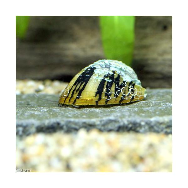 PF_SPQ　_aqua　熱帯魚・エビ他　貝　種類で選ぶ　石巻・サザエ・フネアマ　鼈甲船蜑貝　ベッコウフネアマガイ　ベッコウフネアマ貝　１匹　食べさせる　Ｓｅｐｔａｒｉａ　ｐｏｒｃｅｌｌａｎａ　ｌｉｎｅａｔａ　フネアマガイ　淡水アワビ　ター...
