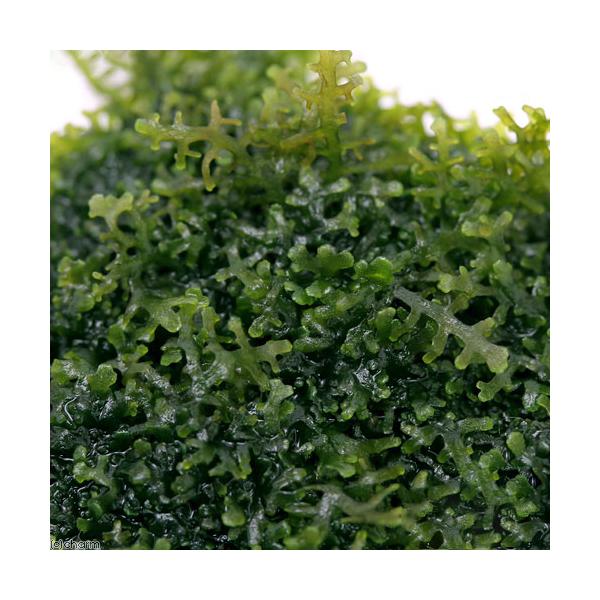 PF_SPQ　熱帯魚　_hachu　_kame　活着する水草　コケの仲間　水草　コケ　モス類　all_plants　wp_kywrd　mzkstopbnr_1　ビバリウム　アクアテラリウム　パルダリウム　mosusp　wptop4_1908...