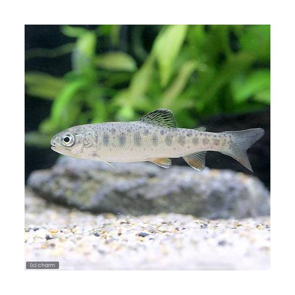 _aqua　熱帯魚・エビ他　日本産淡水魚　日淡　川魚　サケ・マス　Ｏｎｃｏｒｈｙｎｃｈｕｓ　ｍｙｋｉｓｓ　ニジマス　レインボートラウト　スチールヘッド　ドナルトソン　虹鱒　nittan_nittan　冷水魚　20151217　ＴＫ　淡水生体...