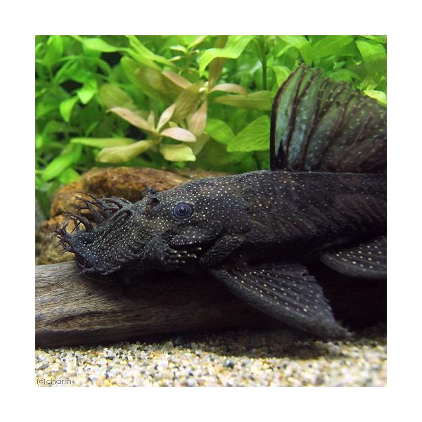 熱帯魚 ブッシー プレコ ウカヤリ産 １６ １９ｃｍ ワイルド １匹 北海道航空便要保温 沖縄別途送料 Www Nmcth Edu Index Php