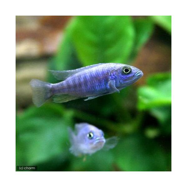 熱帯魚・エビ他　シクリッド　種類で選ぶ　アフリカンシクリッド　アーリー　３匹　アフリカ産　ビギナーにオススメ　スキアエノクロミスフライエリィ　アーリィ　20151223　YI　MS0104　kaijyo　fishtop4_190626　to...