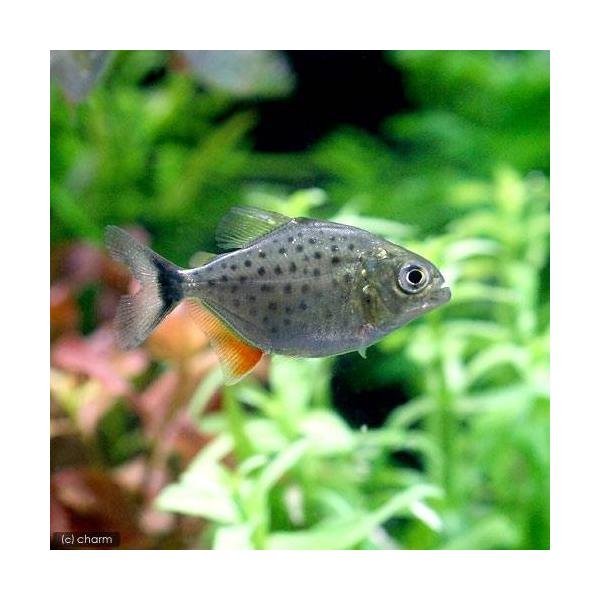 ピラニア 熱帯魚 生体の価格と最安値 おすすめ通販を激安で