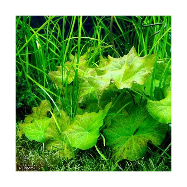 ij[^X@rbgC[itji_jiPj