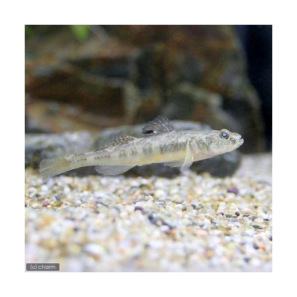 （淡水魚）ジュズカケハゼ（３匹）