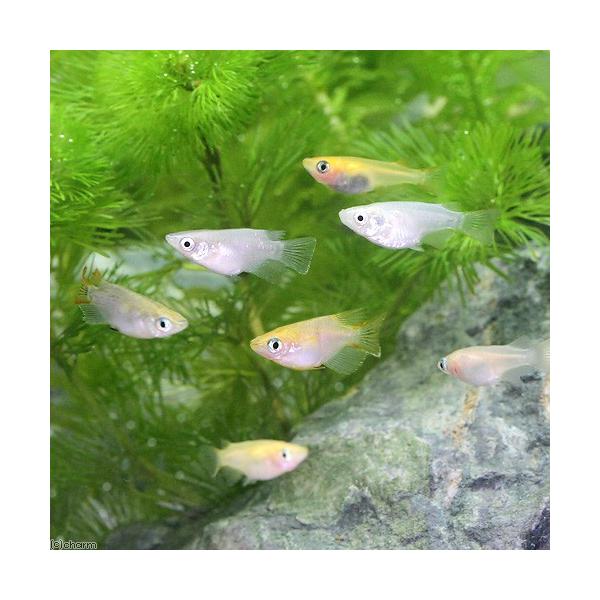 _aqua　Ｏｒｙｚｉａs　ｌａｔｉｐｅs　ｖａｒ．　熱帯魚・エビ他　日本産メダカ　ヒカリメダカ　ホタルメダカ　変わりメダカ　おまかせ　ミックス　20110606　ＹＩ　ダルマメダカミックス　nittan_medaka_himedaka　s...