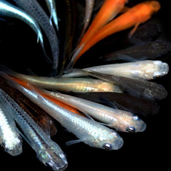 熱帯魚　エビ他　日本産メダカ　ヒカリメダカ　ホタルメダカ　変わりメダカ　おまかせ　ミックス　20110611　YI　nittan_medaka_himedaka　medakin_summer13　medakaMIX　_kingyo　_fis...