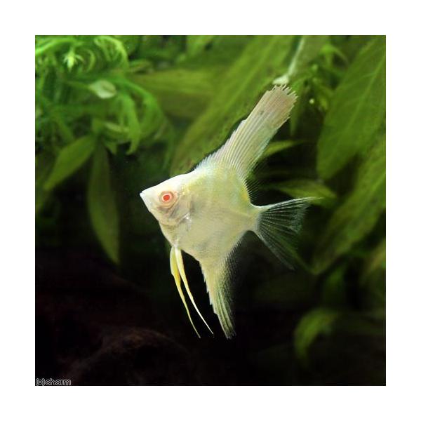 チャーム（charm） （入荷未定）（熱帯魚）アルビノスカラレ・エンゼル